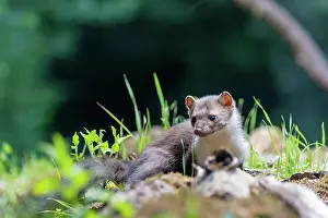 Mustelidae: Beech Marten; (Stone Marten)