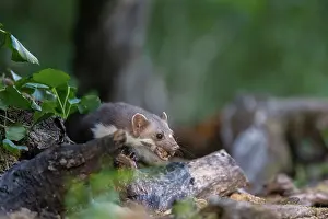 Mustelidae: Beech Marten; (Stone Marten)