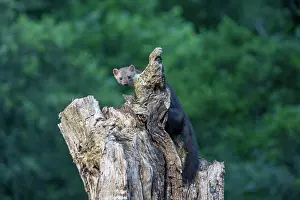 Mustelidae: Beech Marten; (Stone Marten)