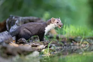Mustelidae: Beech Marten; (Stone Marten)