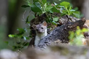 Mustelidae: Beech Marten; (Stone Marten)