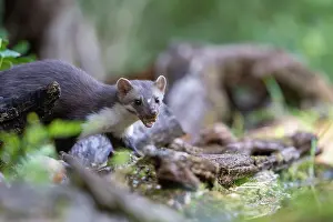 Mustelidae: Beech Marten; (Stone Marten)