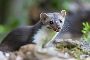 Mustelidae: Beech Marten; (Stone Marten)