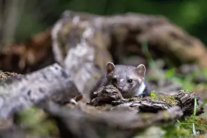 Mustelidae: Beech Marten; (Stone Marten)