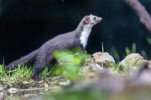 Mustelidae: Beech Marten; (Stone Marten)