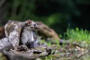 Mustelidae: Beech Marten; (Stone Marten)