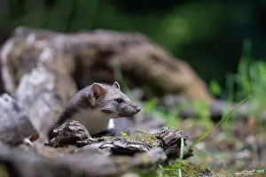 Mustelidae: Beech Marten; (Stone Marten)