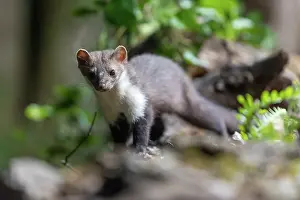 Mustelidae: Beech Marten; (Stone Marten)