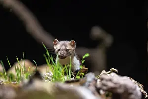 Mustelidae: Beech Marten; (Stone Marten)