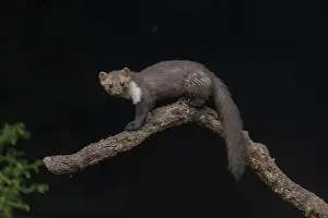 Mustelidae: Beech Marten; (Stone Marten)