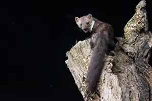 Mustelidae: Beech Marten; (Stone Marten)