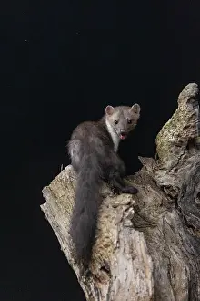 Mustelidae: Beech Marten; (Stone Marten)