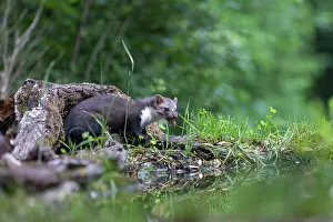 Mustelidae: Beech Marten; (Stone Marten)