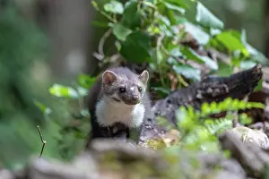 Mustelidae: Beech Marten; (Stone Marten)