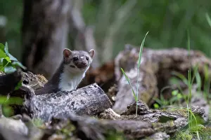 Mustelidae: Beech Marten; (Stone Marten)