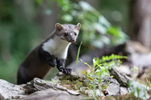 Mustelidae: Beech Marten; (Stone Marten)