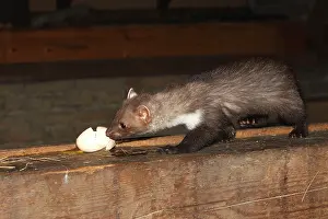 Martens: Beech Marten / Stone Marten - eating egg