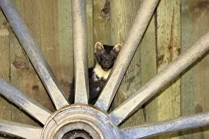 Foina: Beech Martin - in barn