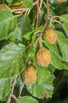 Bob Gibbons: beech mast, Fagus sylvatica ripening in late summer