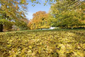 Planes: Beech and plane trees - in golden yellow autumn colours