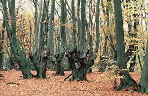 Pollards: BEECH POLLARDS