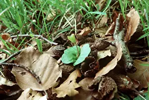 Cycles: BEECH SEEDLING - Germinating Beech Seedling, on