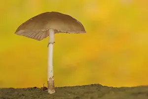 Root: Beech slime mould with autumn colouring, yellow