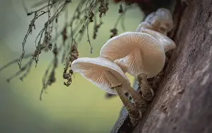 Hessen: Beech slime mould (Oudemansiella mucida) in the city forest