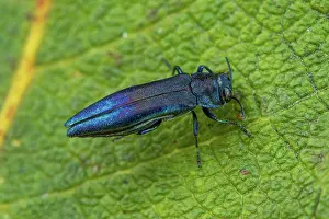 Destroying: Beech splendour beetle (Agrilus viridis), Fontaine