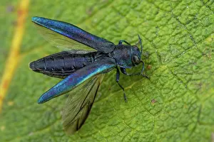 Destroying: Beech splendour beetle (Agrilus viridis), Fontaine