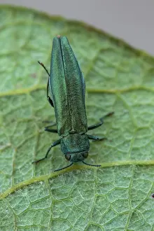 Destroying: Beech splendour beetle (Agrilus viridis), Fontaine