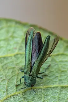 Destroying: Beech splendour beetle (Agrilus viridis), Fontaine