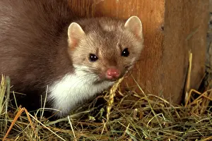 Martens: Beech / Stone Marten