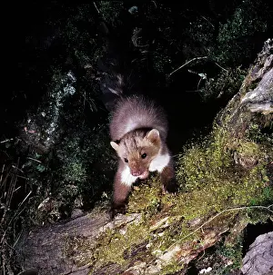 Beech / Stone Marten