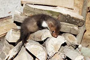 Martens: Beech / Stone Marten - 5 weeks old