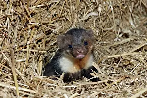 Martens: Beech / Stone Marten - 5 weeks old
