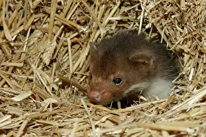 Martens: Beech / Stone Marten - 5 weeks old