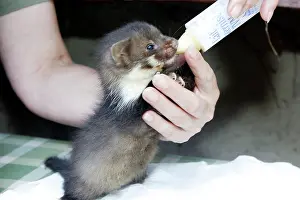 Rescues: Beech / Stone Marten - 5 weeks old, being bottled fed