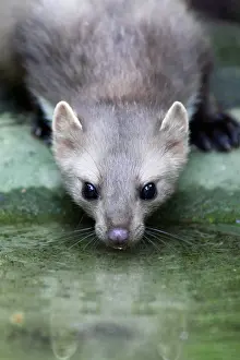 Martens: Beech / Stone Marten - drinking from pool