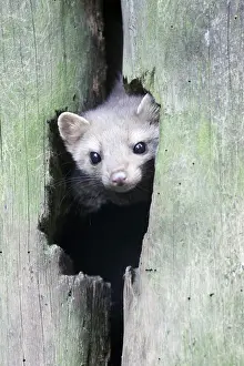 Martens: Beech / Stone Marten - looking out of den entrance