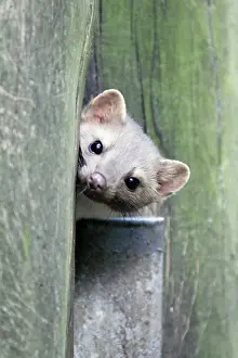 Martens: Beech / Stone Marten - looking out of den entrance