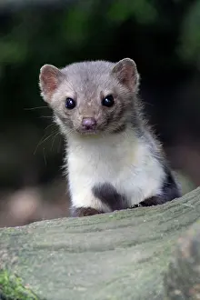 Martens: Beech / Stone Marten - portrait of animal looking alert