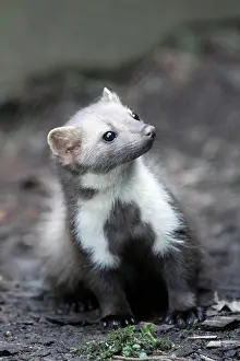 Martens: Beech / Stone Marten - portrait showing white markings