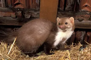Martens: Beech / Stone MARTEN - in roof space