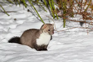 Martens: Beech / Stone Marten - in snow covered garden