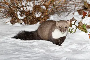 Martens: Beech / Stone Marten - in snow covered garden