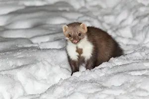 Martens: Beech / Stone Marten - in snow covered garden