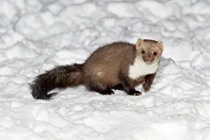 Martens: Beech / Stone Marten - in snow covered garden