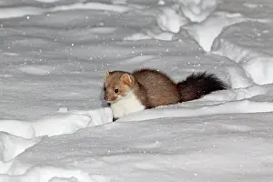 Martens: Beech / Stone Marten - in snow covered garden