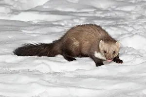 Martens: Beech / Stone Marten - in snow covered garden
